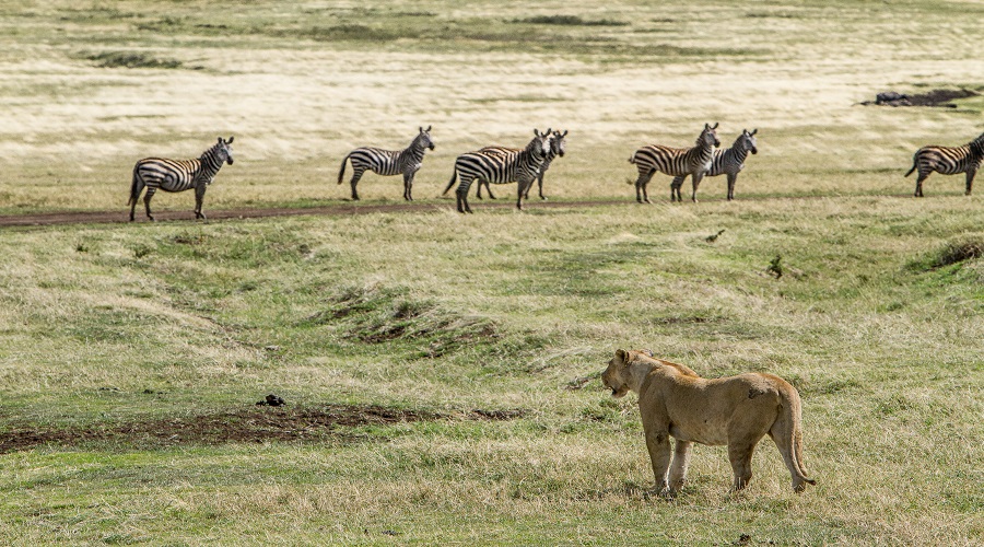 Ngorongoro Safari/2027 | 3 Days / 2 Nights Crater Safari from Arusha